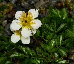 1024 Arktisch-alpiner Garten Chemnitz-0899.jpg