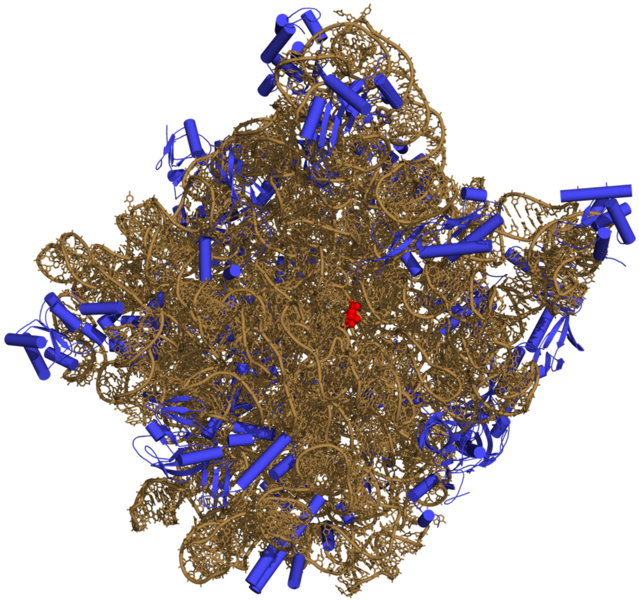 File:50S-subunit of the ribosome 3CC2.png