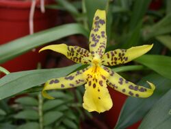 A and B Larsen orchids - Maclellanara Pagan Lovesong Lorraine DSCN7778.JPG