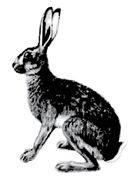 Drawing of gray hare