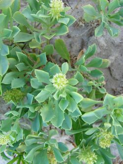 Acicarpha spathulata 2.jpg