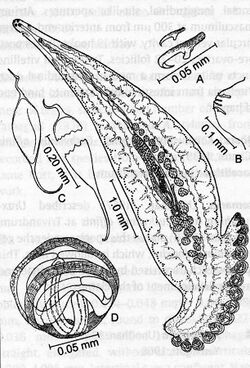 Allopseudaxine macrova (Axinidae) in Unnithan 1957 On the functional morphology of a new fauna of Monogenoidea on fishes from Trivandrum and environs Part II.jpg