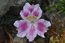 Alstroemeria pelegrina flower
