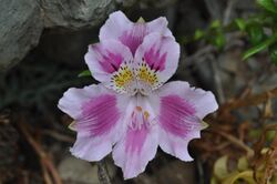 Flower of Alstroemeria pelegrina
