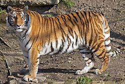 Amur Tiger 4d (5512743124).jpg