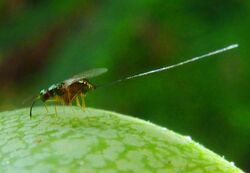 Apocrypta guineensis, volw-wyfie op F sur, Manie vd Schijff BT, a.jpg