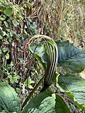 Arisaema Propinquum 04.jpg