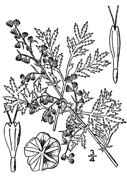 File:Artemisia annua(01).jpg