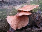 Auricularia delicata 57753877.jpg