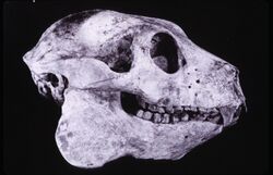 Babakotia skull 001.jpg