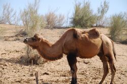 Bactrian camel in Kyzyllkum.jpg