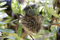 Banksia seed pod.jpg