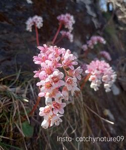 bergenia ciliata flower(2)