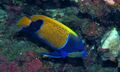 Blue-girdled Angelfish (Pomacanthus navarchus) (8478546490).jpg