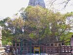 Bodhgaya 3639641913 f4c5f73689 t.jpg