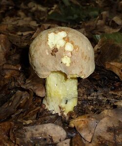 Boletus impolitus 2009 G2.jpg