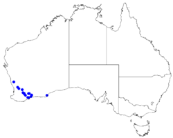 Boronia penicillata DistMap90.png