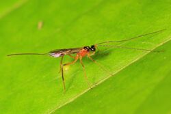 Braconid Wasp - Macrocentrinae subfamily, Smithsonian Environmental Research Center, Edgewater, Maryland.jpg