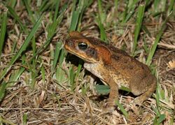 Bufo marinus (2719074003).jpg