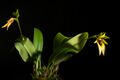 Bulbophyllum amplebracteatum subsp. carunculatum ‘-1' (Garay, Hamer & Siegerist) J.J.Verm. & P.O'Byrne, Bulbophyllum Sulawesi 48 (2011). (48668968942).jpg