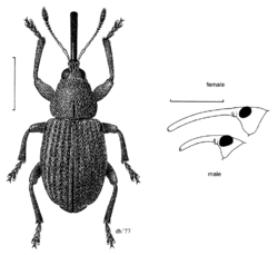 COLE Apionidae Exapion ulicis.png