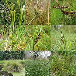 Carex diversity in south-west France.jpg