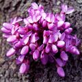 Cercis siliquastrum Judas tree flowering trunk at Myddelton House, Enfield, London 03 (cropped).jpg