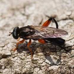 Chalcosyrphus valgus DSC03123.JPG