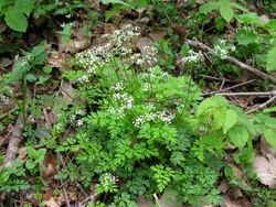 Chamaele decumbens 2.JPG