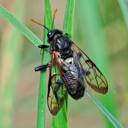 Cimbex femoratus adult.jpg