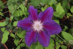 Clematis Anna Louise 'Evithree'.jpg