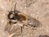 Colletes cunicularius m1.JPG