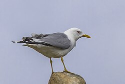 Common gull (Larus canus) adult breeding Oppdal.jpg
