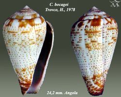 Conus bocagei 2.jpg