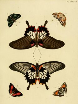 CramerAndStoll-uitlandsche kapellen vol. 2- plate 182.jpg