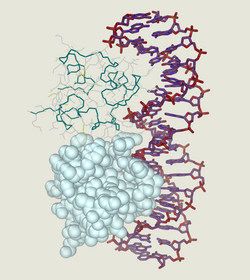 Cro protein complex with DNA.png