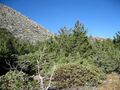 Cupressus stephensonii and ARctostaphylos pringlei with Cuyamaca peak in the background - Flickr - theforestprimeval.jpg
