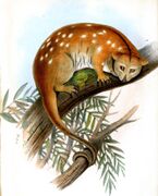 Drawing of brown cuscus