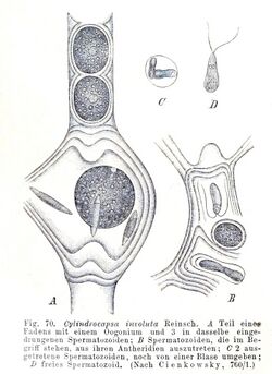 Cylindrocapsa involuta.jpg