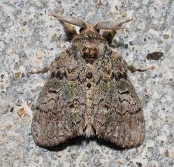 Dasychira vagans - Variable Tussock Moth (possibly) (15177991991).jpg