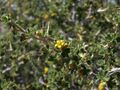 Desert gooseberry, Ribes velutinum (15867751000).jpg