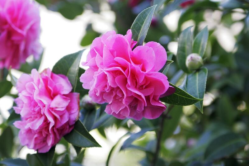 File:Double-flowered Camellia.jpg