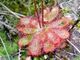 Drosera montana-habito-reduzido.jpg
