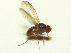 Drosophila tristis.jpg