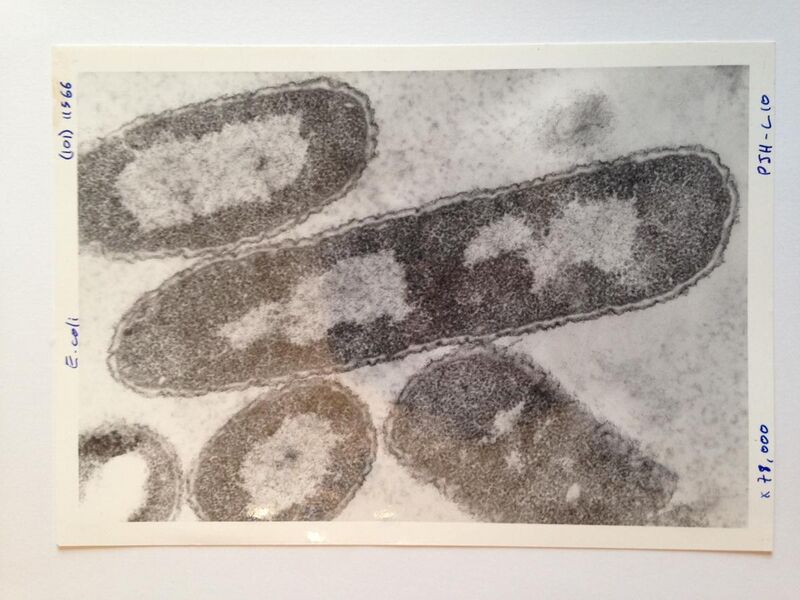 File:E.coli image.jpg