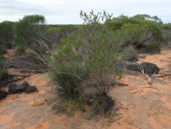 Eremophila occidens (habit).jpg