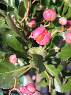 Euonymus japonicus (pink).jpg