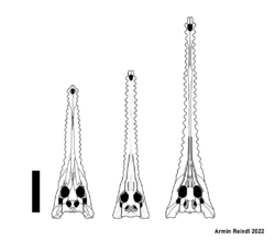 Euthecodon skulls.png