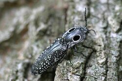 Eyed Click Beetle Alaus oculatus 056428.jpg