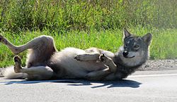 Female Gray Wolf (6045671715).jpg